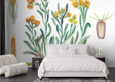 botanical watercolor illustration of a medicinal plant immortelle ( helichrysum arenarium ) Wall mural