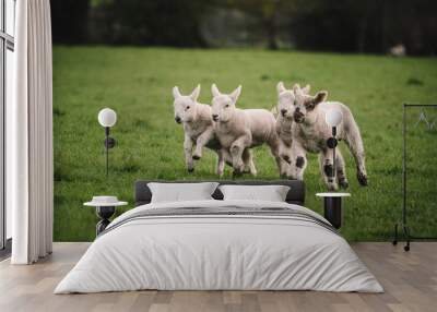 Four lambs playing and running Wall mural