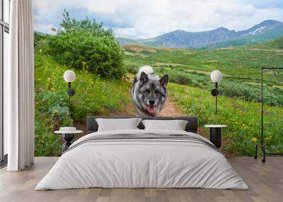 Mountain Dog Wall mural