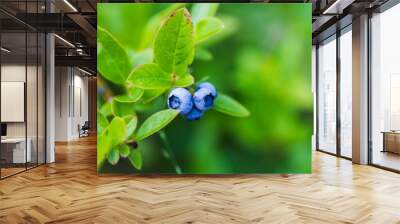 Blueberries on a summer day over blurred green background Wall mural