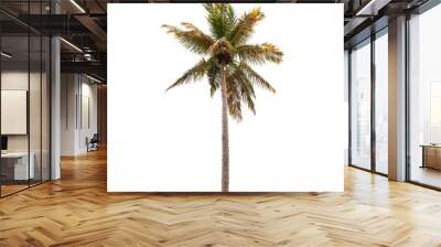 Coconut palm tree isolated on white Wall mural