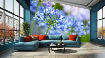 Macro photo of bright blue Agapanthus flowers Wall mural