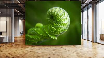 macro photo of young fern sprout with selective focus Wall mural