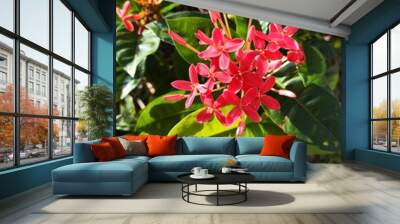 Red natural Bougainvillea Wall mural