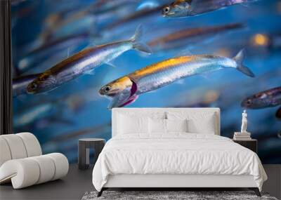 School of Swimming Anchovies Wall mural