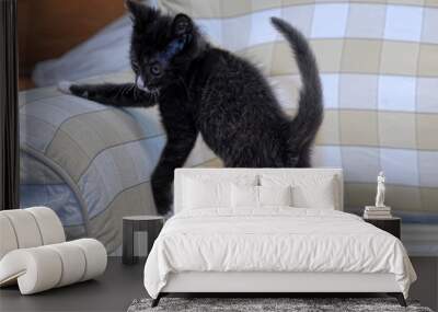 Black and white fluffy kitten who playing Wall mural