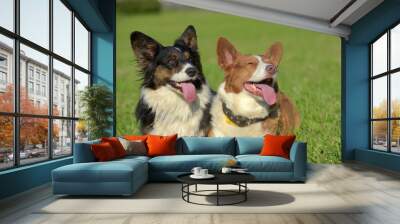 two welsh corgi cardigan Wall mural