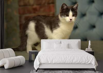 white with gray young  cat Wall mural