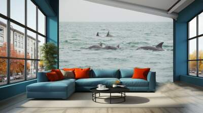 Dolfins Wall mural