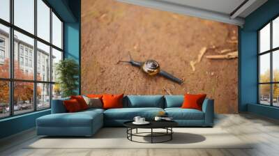 golden snail Wall mural