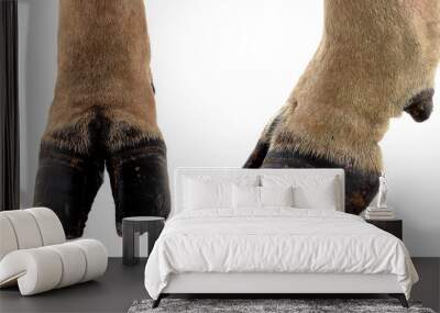 cow hooves on white background. Wall mural