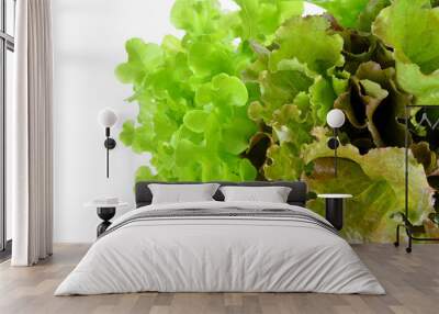 fresh green lettuce leaves isolated on white Wall mural