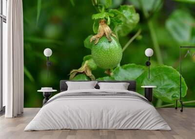 Green passion fruit on the vine. Wall mural