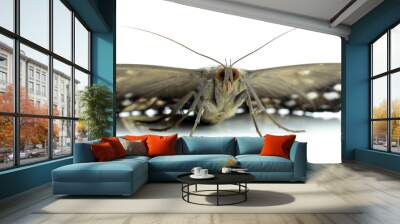 moth isolated on white Wall mural