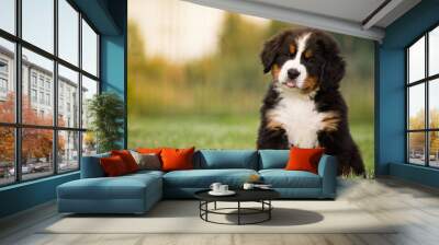 Bernese mountain dog puppy in green background.  Wall mural