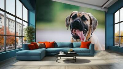 Dogo Canario young puppy outside posing.	 Wall mural