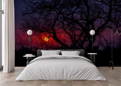 Lacy Silhouette of Tree Branches against an African Sunset Wall mural