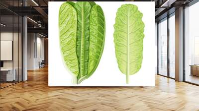 Fresh green Romaine Lettuce head and leaf, Lactuca sativa, isolated on white. Food concept. Fresh juicy raw salad Wall mural