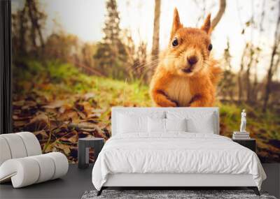 Squirrel red fur funny pets autumn forest on background wild nature animal thematic (Sciurus vulgaris, rodent) Wall mural