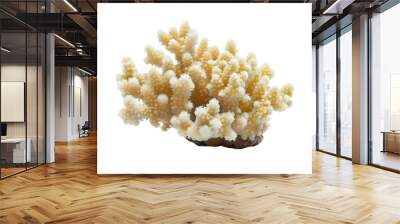 Isolated Coral Specimen on White Background
 Wall mural