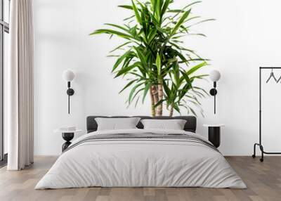 Tall Dracaena Marginata Plant in Beige Pot on White Transparent Background, Isolated 
 Wall mural