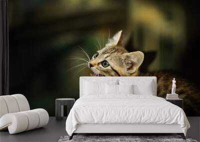 Tabby kitten in natural earth tone background Wall mural