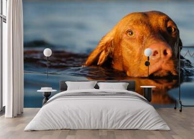 Vizsla dog swimming in blue water Wall mural