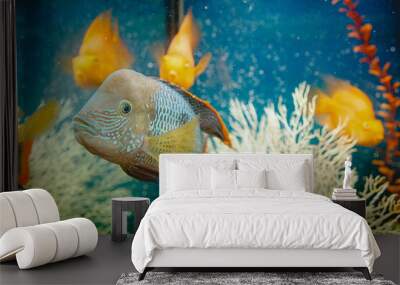 fish in aquarium Wall mural