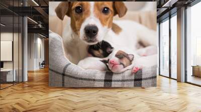 dog feeds the puppies, jack russell terrier Wall mural