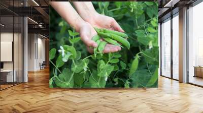 Human Hands show pods fresh peas Wall mural