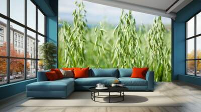 Oats in the field Wall mural