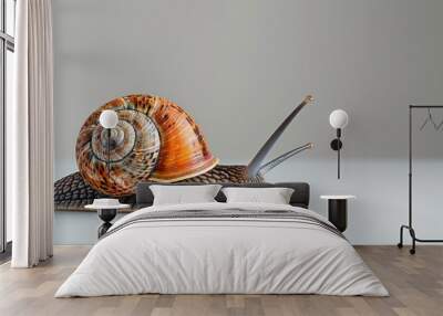 A small orange and brown snail is laying on a white surface Wall mural