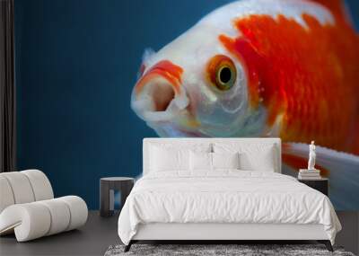 Bright spotted red and white freshwater fish in fishtank close with mouth wide open looking at cam, Face portrait on blue backdrop Wall mural