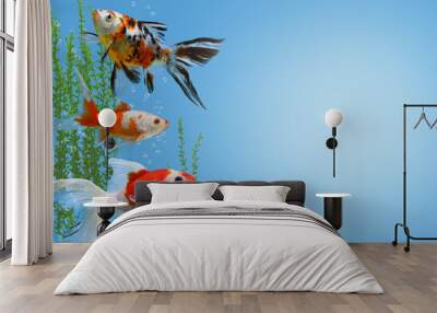 Underwater scene with three colorful gold fishes, water plants and bubbles, collage with aquarium goldfish on blue background with copy space, fish tank with decorative carassius gibelio forma auratus Wall mural