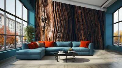 Tree bark texture close up, natural background Wall mural