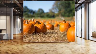 orange pumpkins at outdoor farmer market. pumpkin patch.  Copy space for your text Wall mural