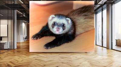 Beautiful home ferret posing to a photographer while lying on the floor. Wall mural