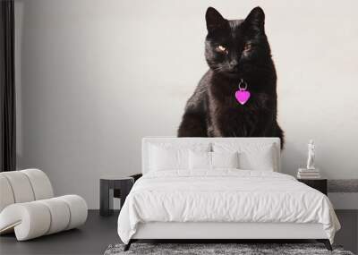 Black cat, cat with collar and pink heart pendant, front view, close-up, copy space. Wall mural