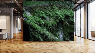 green moss on a rock Wall mural