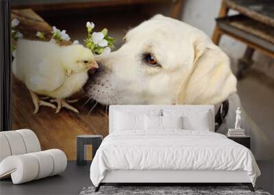 dog labrador retriever looks with interest and sniffs a chicken chick on a wooden table against the background of a flowering branch. Wall mural