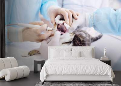 The vet examines the teeth of the cat. Tooth stone in domestic animals Wall mural