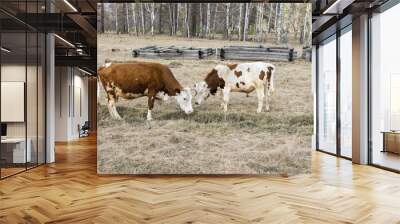 Two cows graze on the field next to the village Wall mural