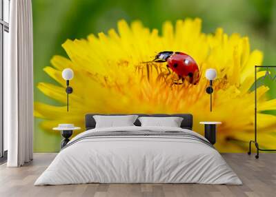 a small ladybug crawls on a dandelion Wall mural