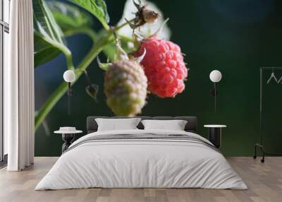 Sprig of ripening raspberries in the summer garden Wall mural