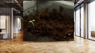 Fresh leaves of seedlings of flowers. sprouted seeds for planting Wall mural