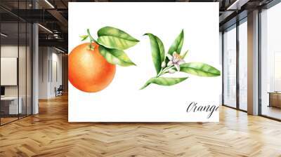 Isolated oranges with leaves and blossom branch. Watercolor illustrartion of citrus juicy fruit. Wall mural