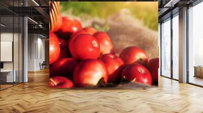 Red apples in a wicker basket close-up, selective focus on one apple. Blurred background, focus concept. Autumn harvest eco organic fruit. Wall mural