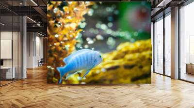 aquarium cichlid exotic fish. blue fish swimming in the aquarium Wall mural