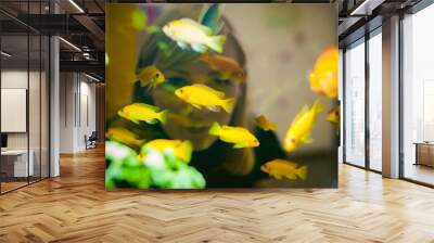 Young blonde woman looking through a window on the life of aquarium fish. aquarium cichlid exotic fish. a flock of beautiful fish swimming in an aquarium. Wall mural