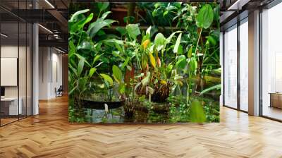 aquatic and marsh plants are grown in water in a greenhouse Wall mural